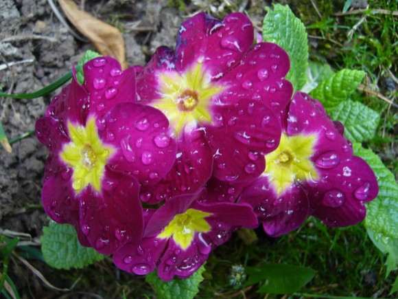 Ranní rosa
